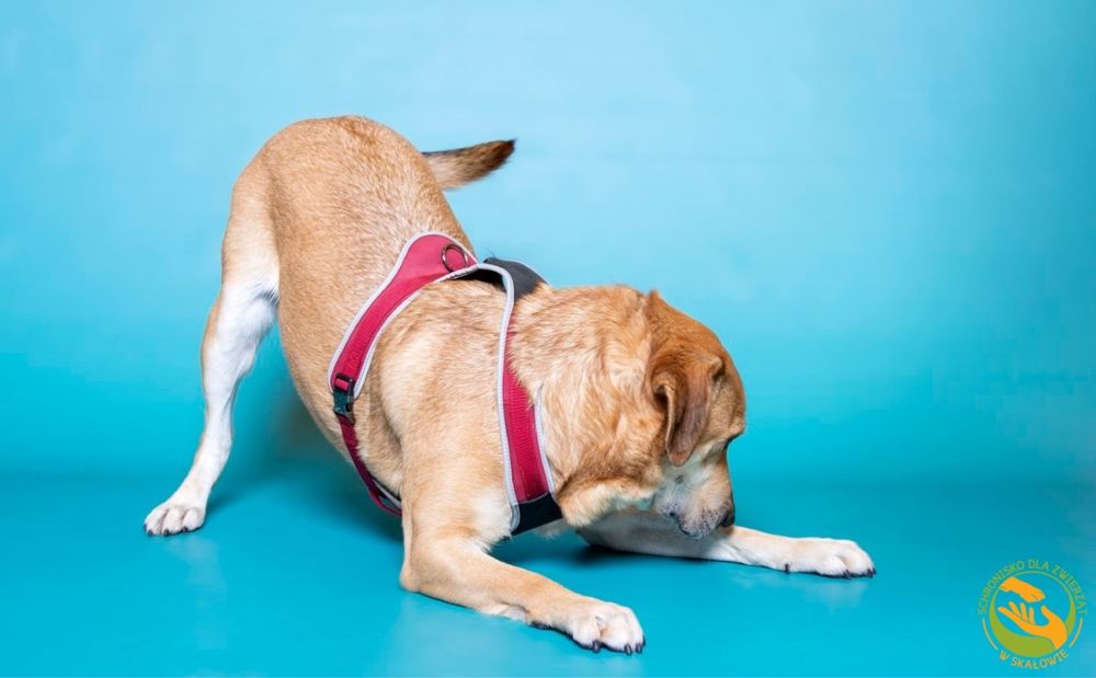 Lemon - prawie labrador do adopcji