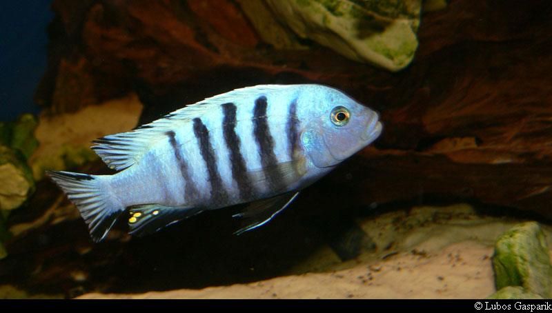 Pseudotropheus flavus Псевдотрофеус флавус Малавийские Цихлиды