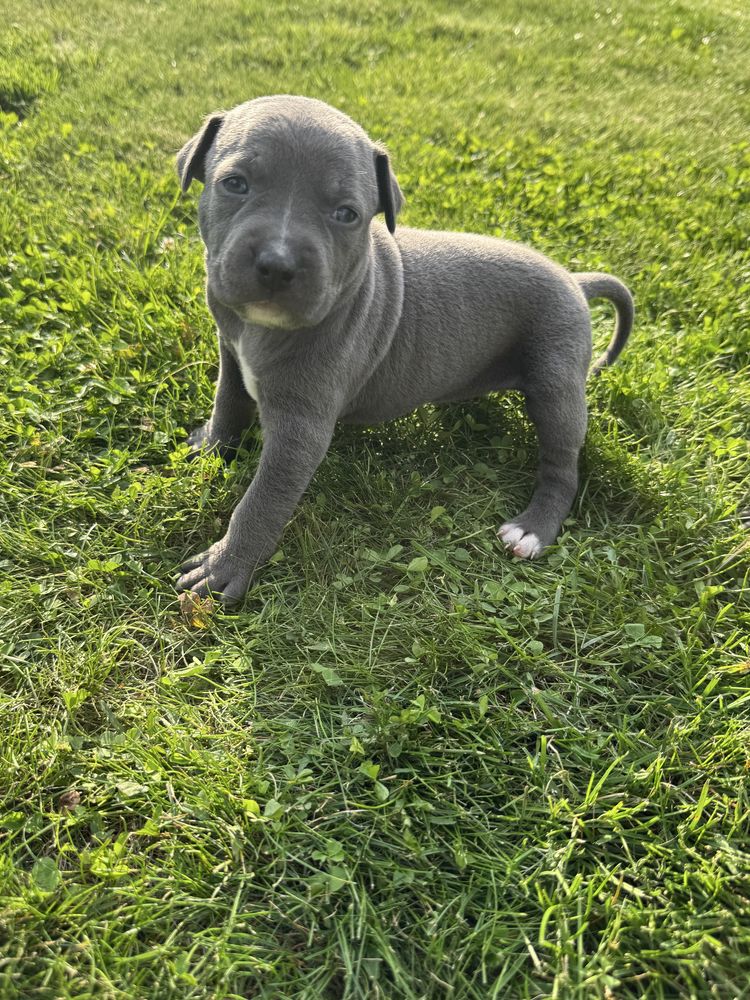 Rezerwacja Szczeniak Amstaff