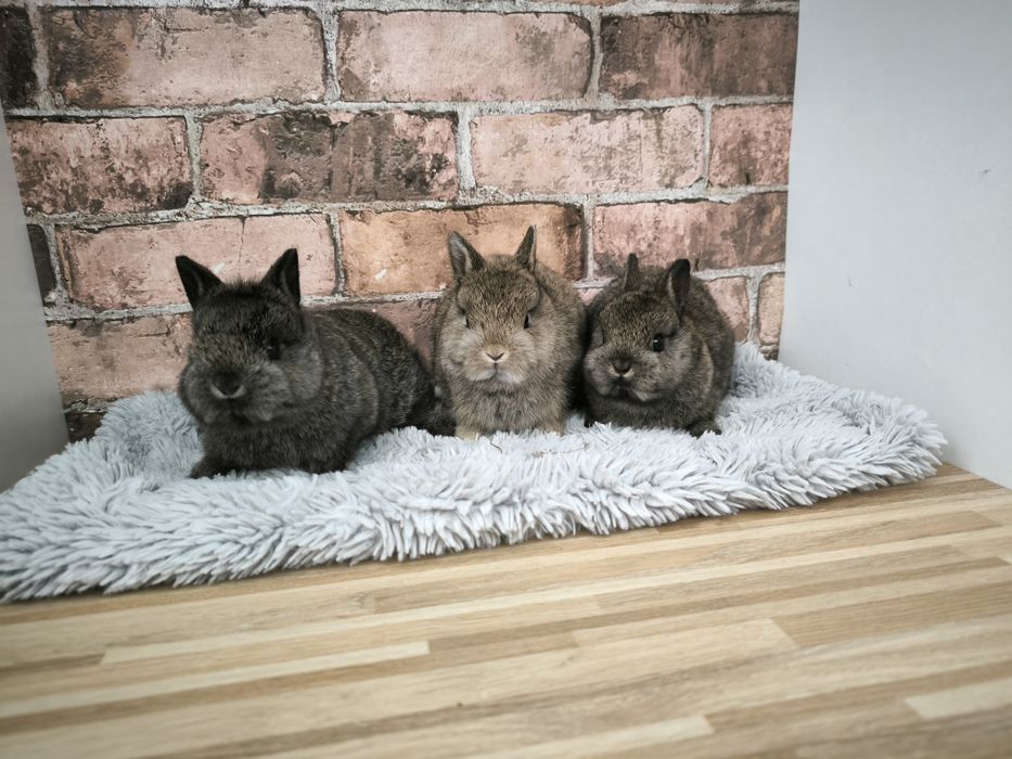 Króliczki karzełki szare ciemnoszare mini króliki