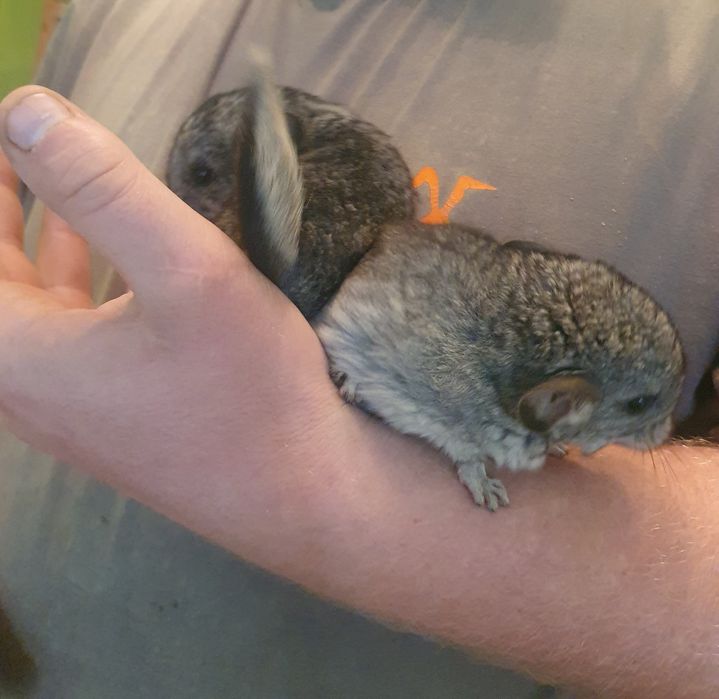 Szynszyle do rezerwacji młoda szynszyla młody szynszyl zamiast królik