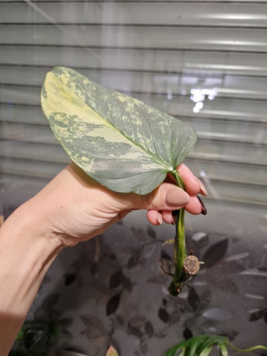 Philodendron Silver Sword Variegata