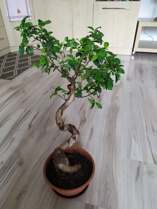 Fikus bonsai z doniczką