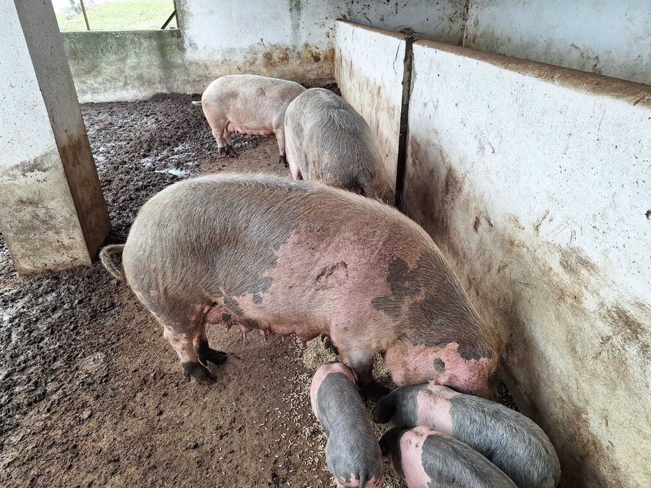 Leitões, porcas e porco Bísaros Puros