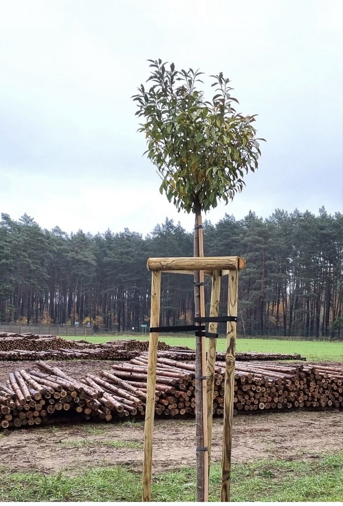 Palik, podpora do drzew 3 sztuki