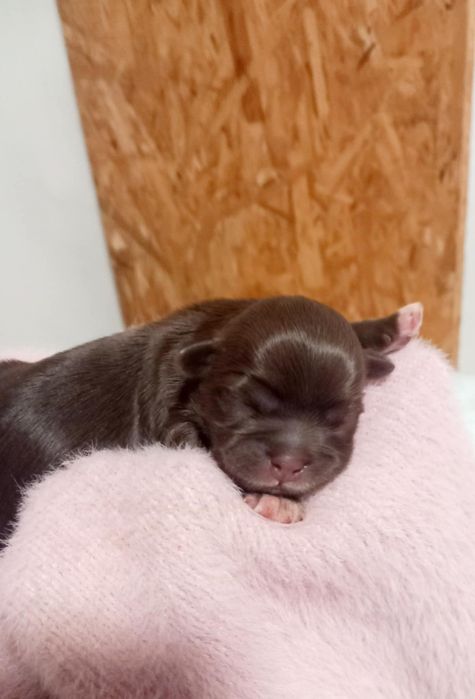 Shih-tzu czarna suczka mini