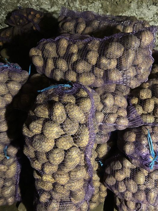 Картопля сорту Мелоді