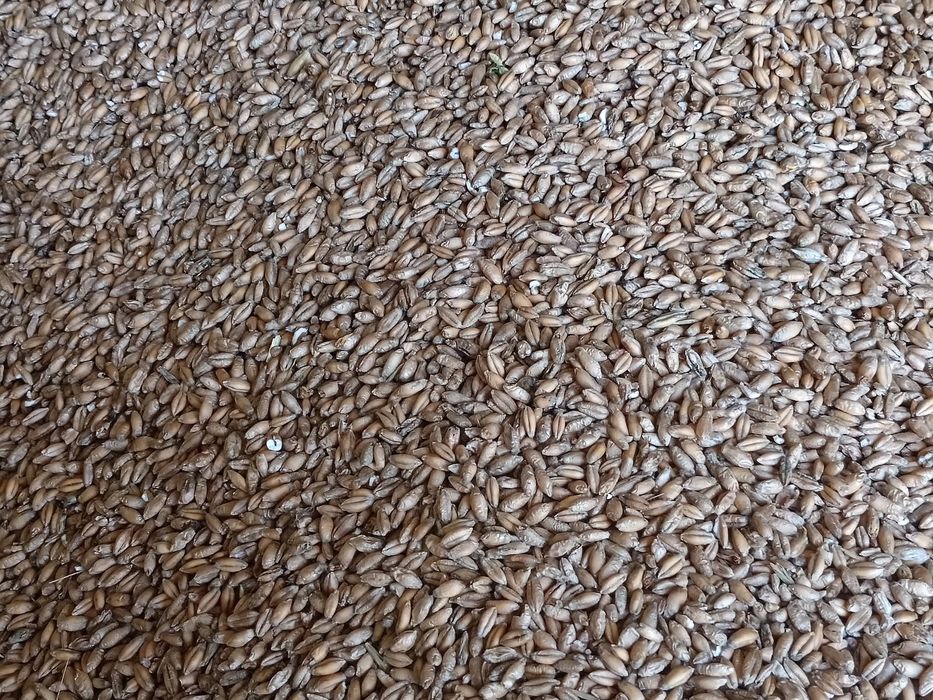 Sprzedam pszenżyto I owies z tegorocznych zbiorów