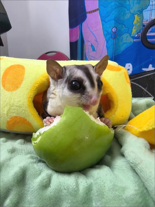 Домик для хомяка, морской свинки, пацюка, будиночок для гризунів