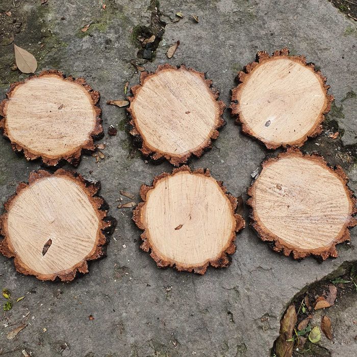 Plastry z drewna brzozowego 18- 28cm -15szt