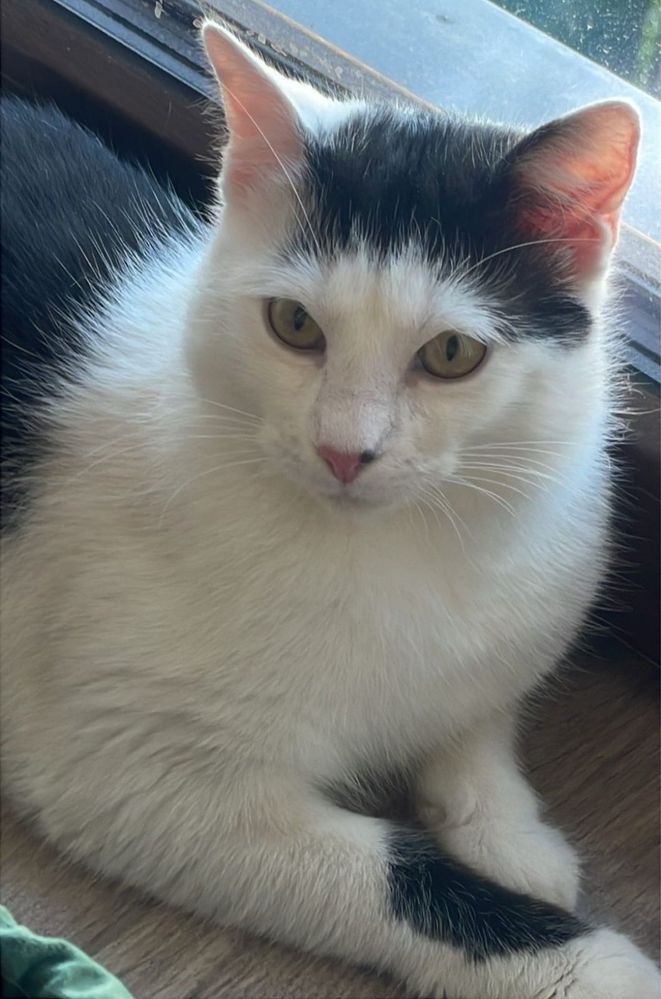 Kot do adopcji - FRANIO