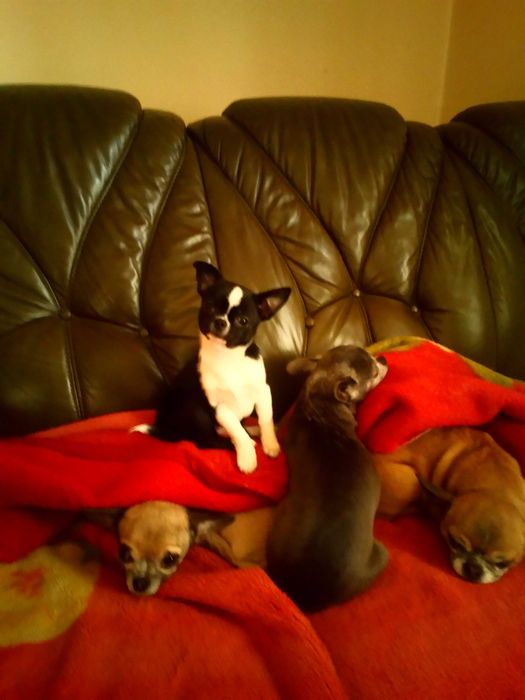 Чихуа-хуа несет голубой,лиловый,шоколадный ген.Вязка-не продажа!