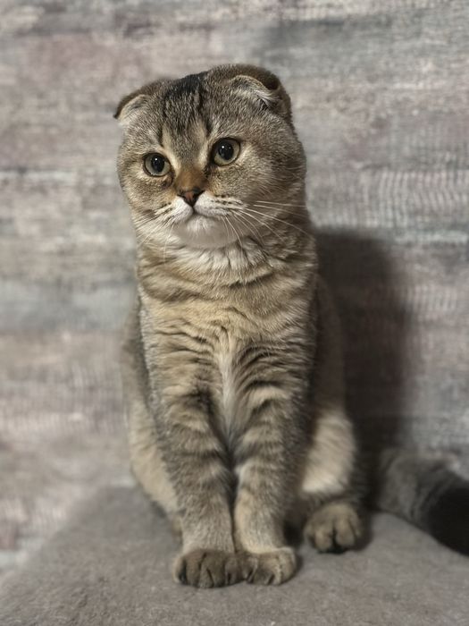 Висловухий 5 місячний дуже милий котик