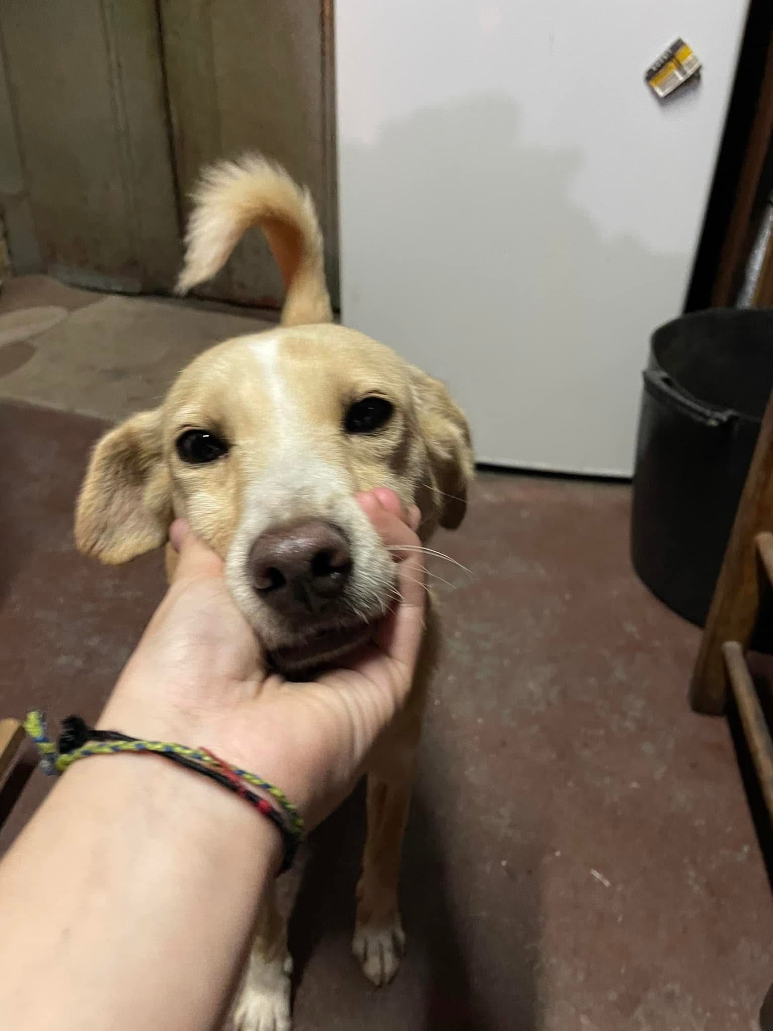 Cadela Laika para adoção