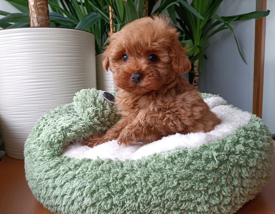 Maltipoo - urocze