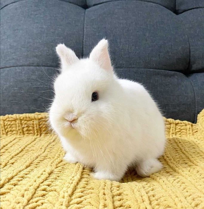 KIT Coelhos anões mini holandês e minitoy super meigos
