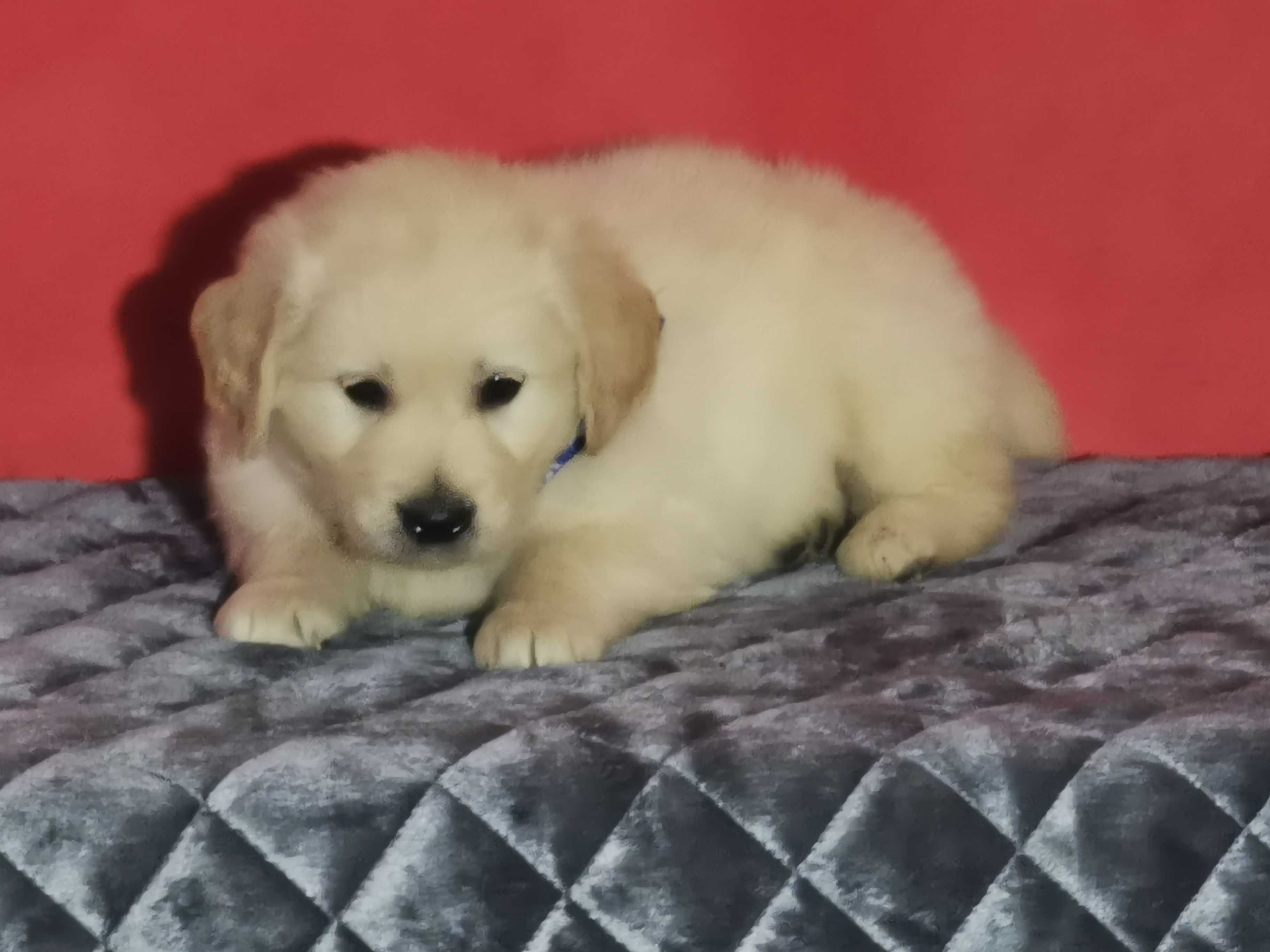 Golden retriever piesek 9 tygodni