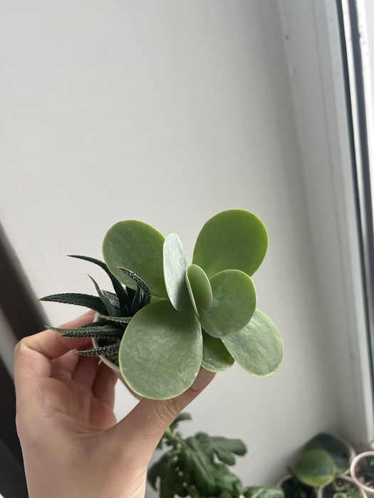 Набір сукулентів