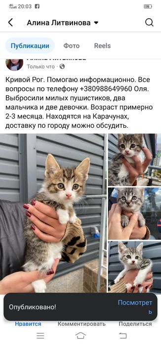 Котенок девочка бесплатно. Кошечка. Котята даром. Кошка.
