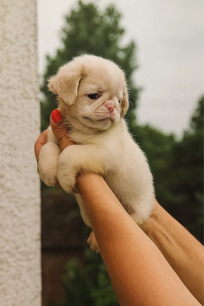 Lindo menino PUG PINK