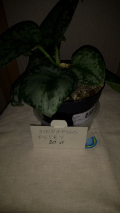 Sindapsus pstry geranium reo