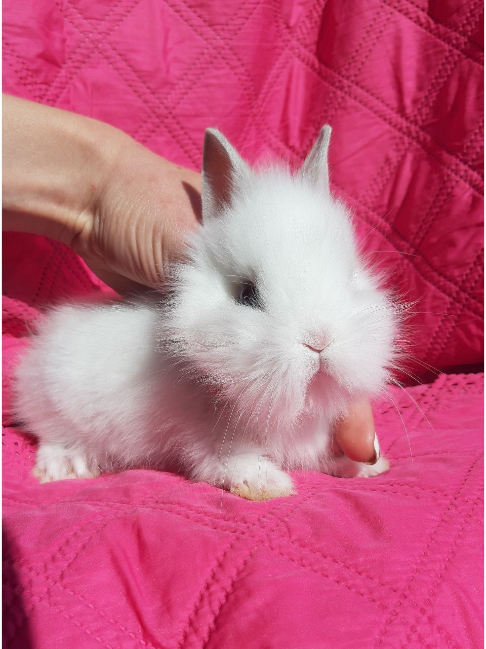 Карликовые супер мини кролики декоративные крольчата