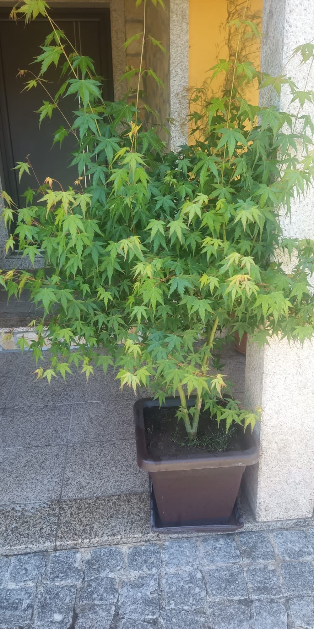 Plantas de ACER - (bordo Japonês)