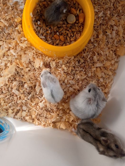 Джунгарский хомяк