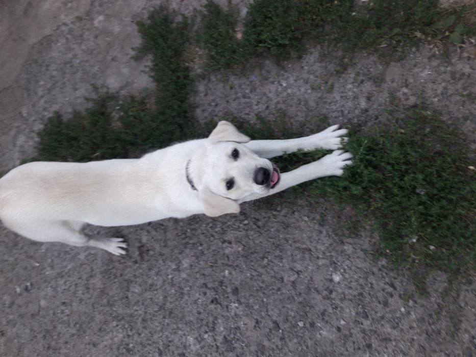 Лабрадор для вязки