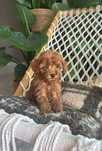 Maltipoo dziewczynka