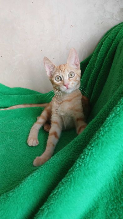 Рыжий активный котенок - мальчик, кот, 4 месяца
