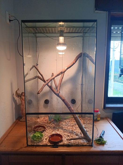 Terrario para répteis