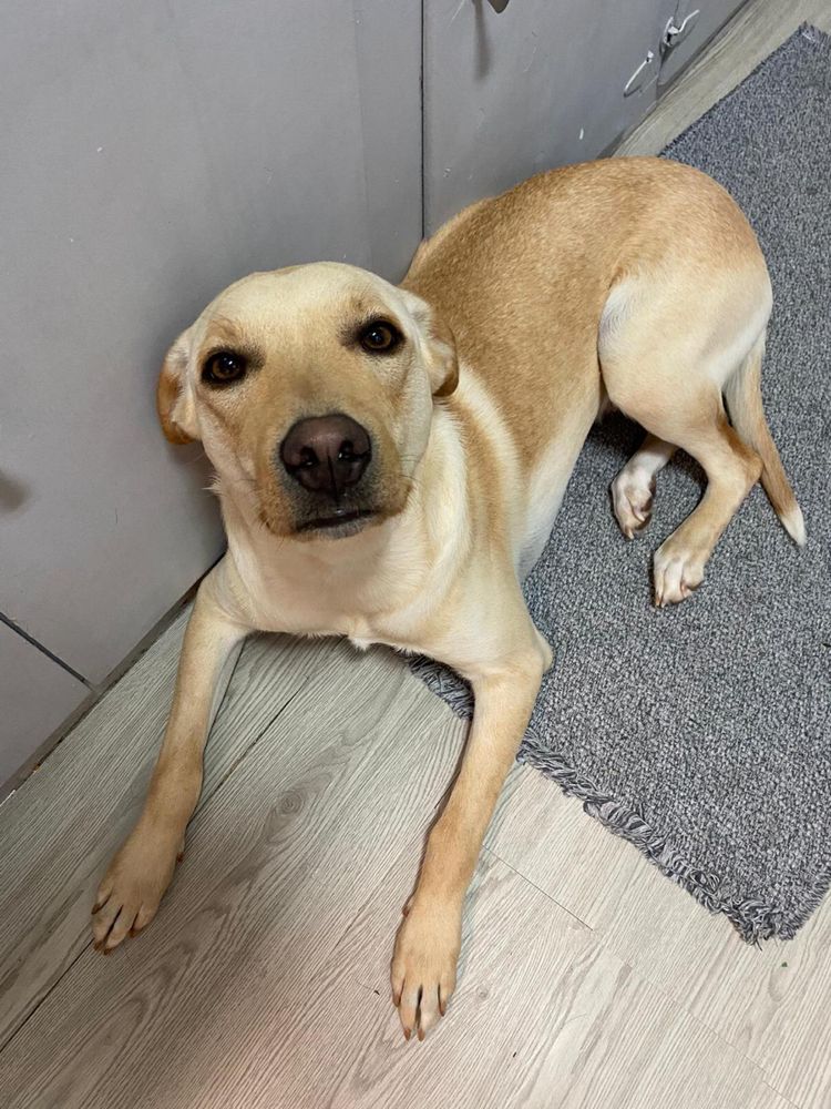 Kira - Cadela raçada de Labrador meiga para adoção responsável