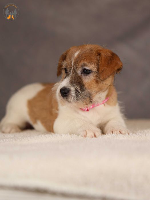 Jack Russell Terrier ZKwP FCI suczka  po CH.PL