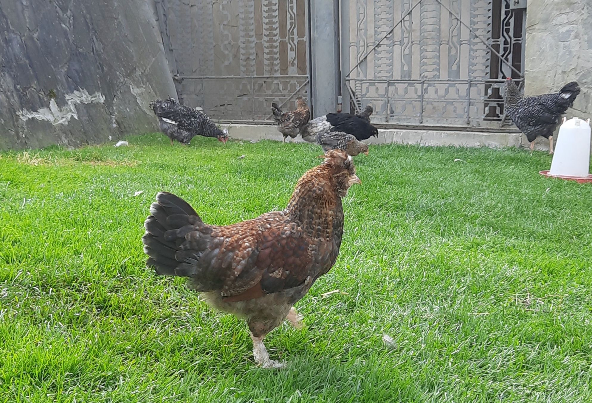 Para marans, brązowe  jajka