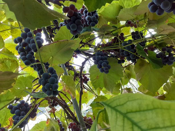 Sadzonki winorośli winorośla super owoce