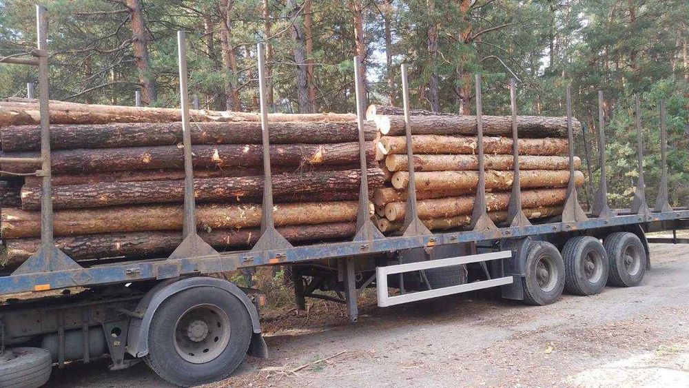 Сосна ділова. Сорт B, C. Сосна 20-25см. доставка 1-2 дні. Черкаси