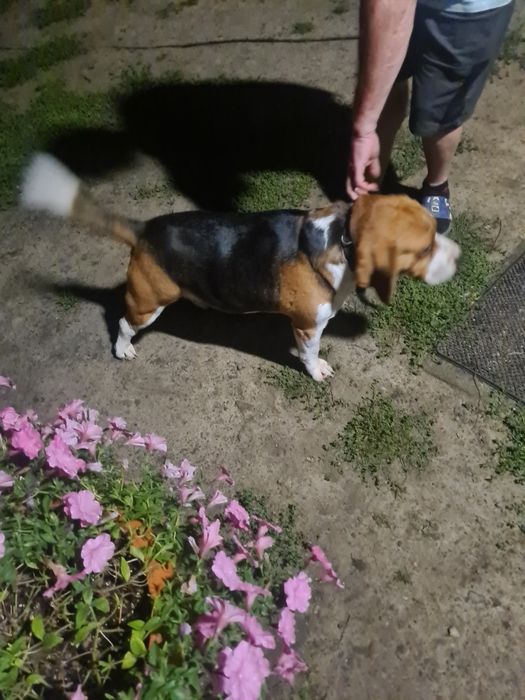 Beagle tricolor bigiel