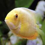 GB Pielęgnica Severum GOLD - dowóz ryb!