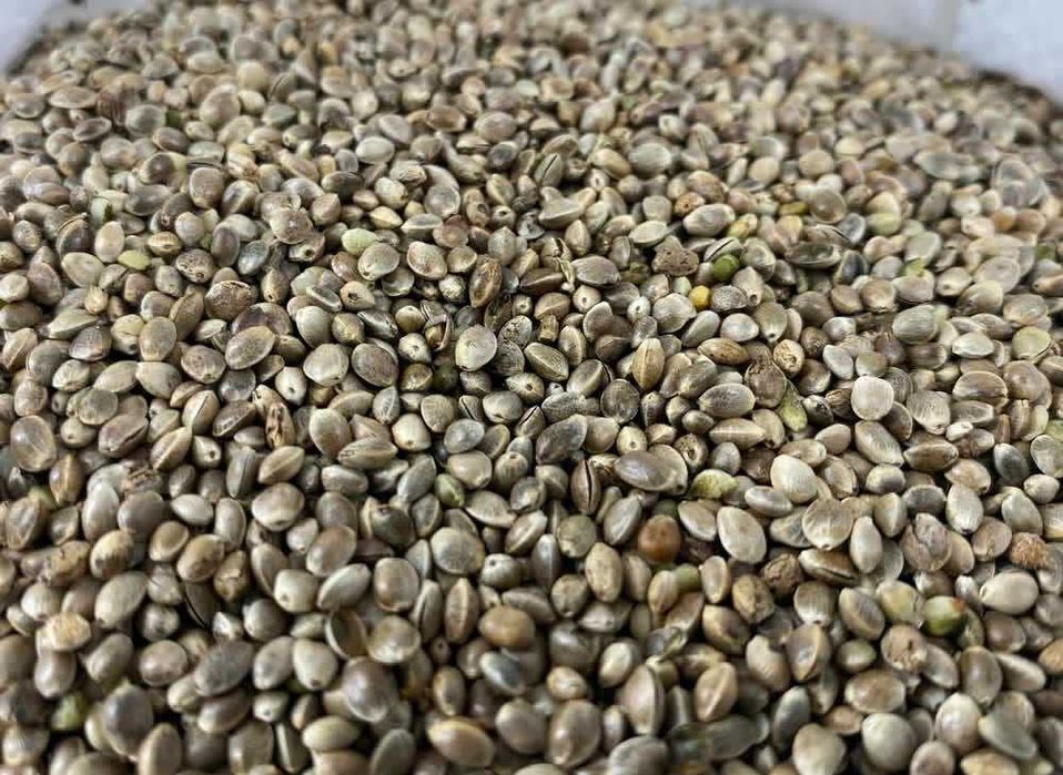 Konopie Siewne na Olej 10 Kg bez Glifosatu Cannabis Sativa Super Food