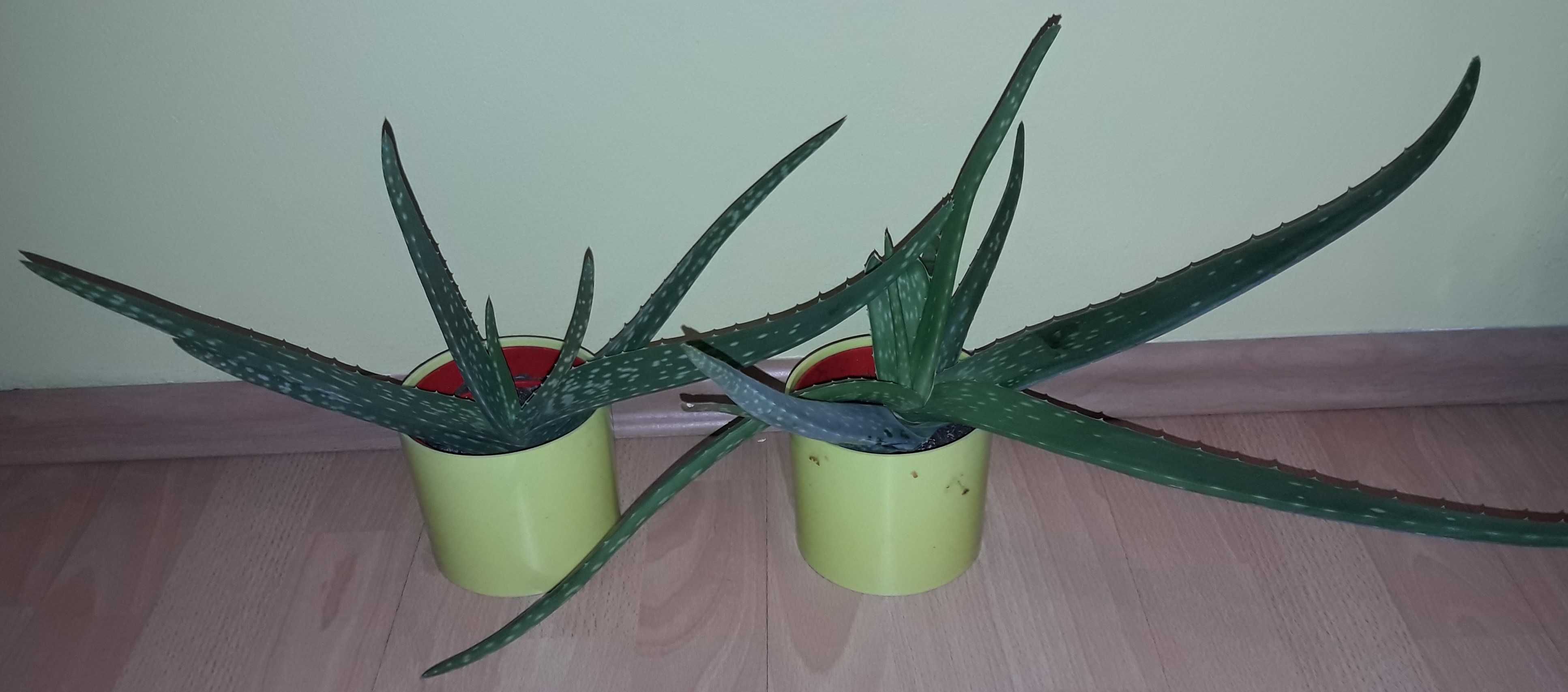 aloes drzewiasty leczniczy i ozdobny sadzonki