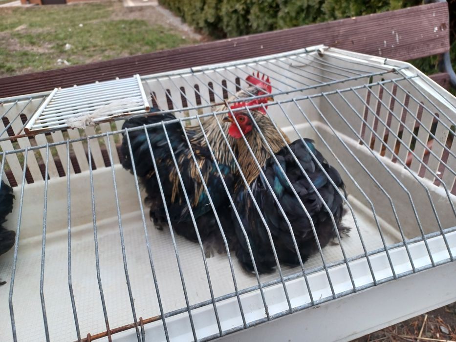 Sprzedam lub zamienię Kogutki karzełki łapciate