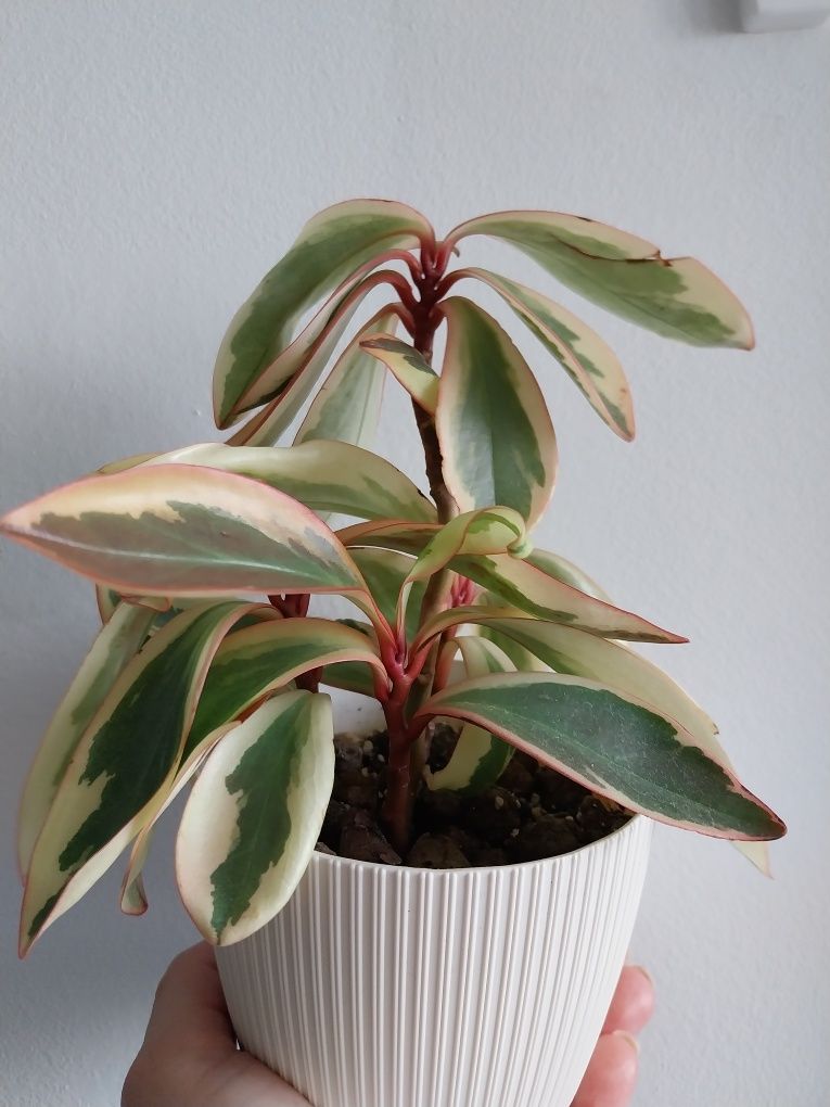 Peperomia prostrata Filodendron Scindapsus  Epi sprzedam