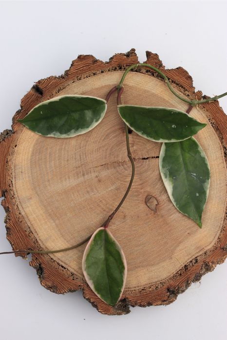 Хойя Krimson Queen