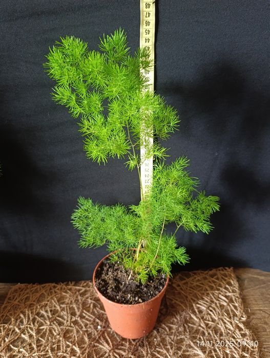 Аспарагус Умбеллатус