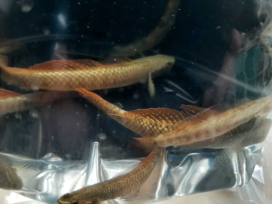 babka tęczowa ( czyściciel glonów)