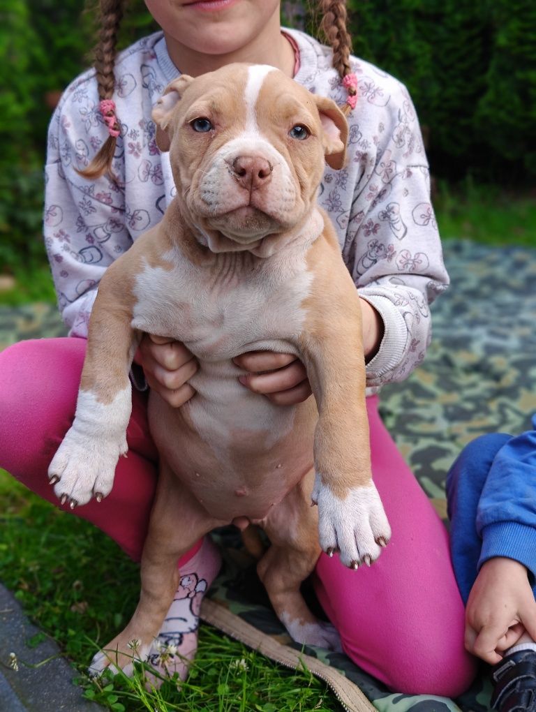American Bully ABKC gotowa
