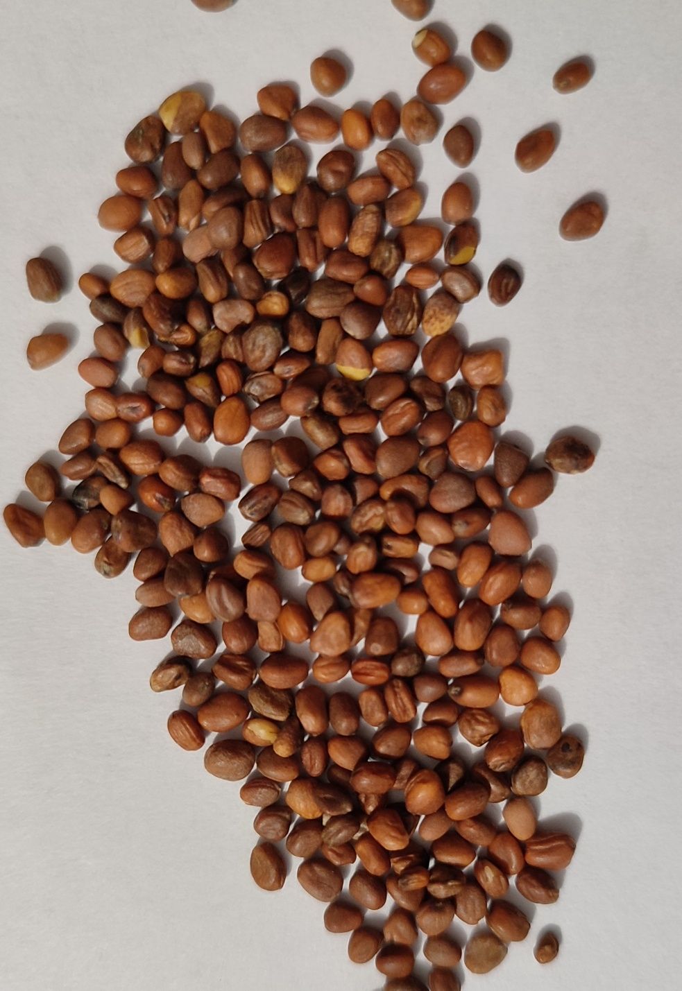 seradela, lucerna, koniczyna, facelia, rzodkiew, gorczyca, proso sorgo