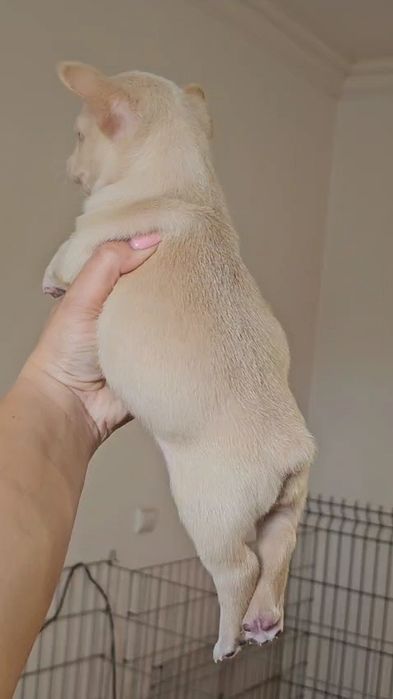 Bulldog Francês macho