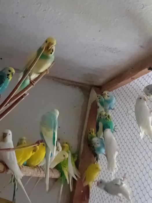 Papugi faliste różne kolory